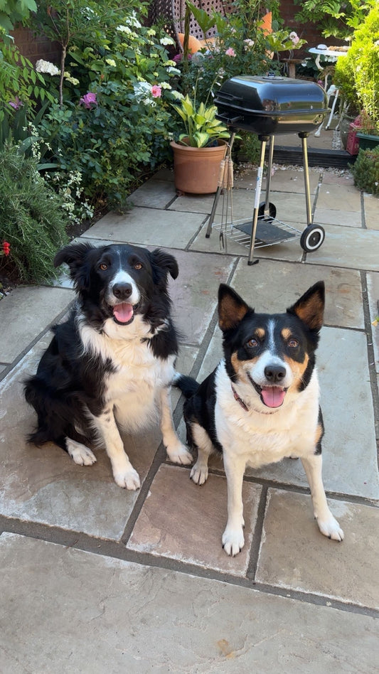 🐾 Large ChewCrew Box – £34.99/month